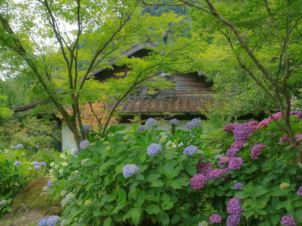 🏞️ 동운의 마을(시노노메노사토) 이미지 10